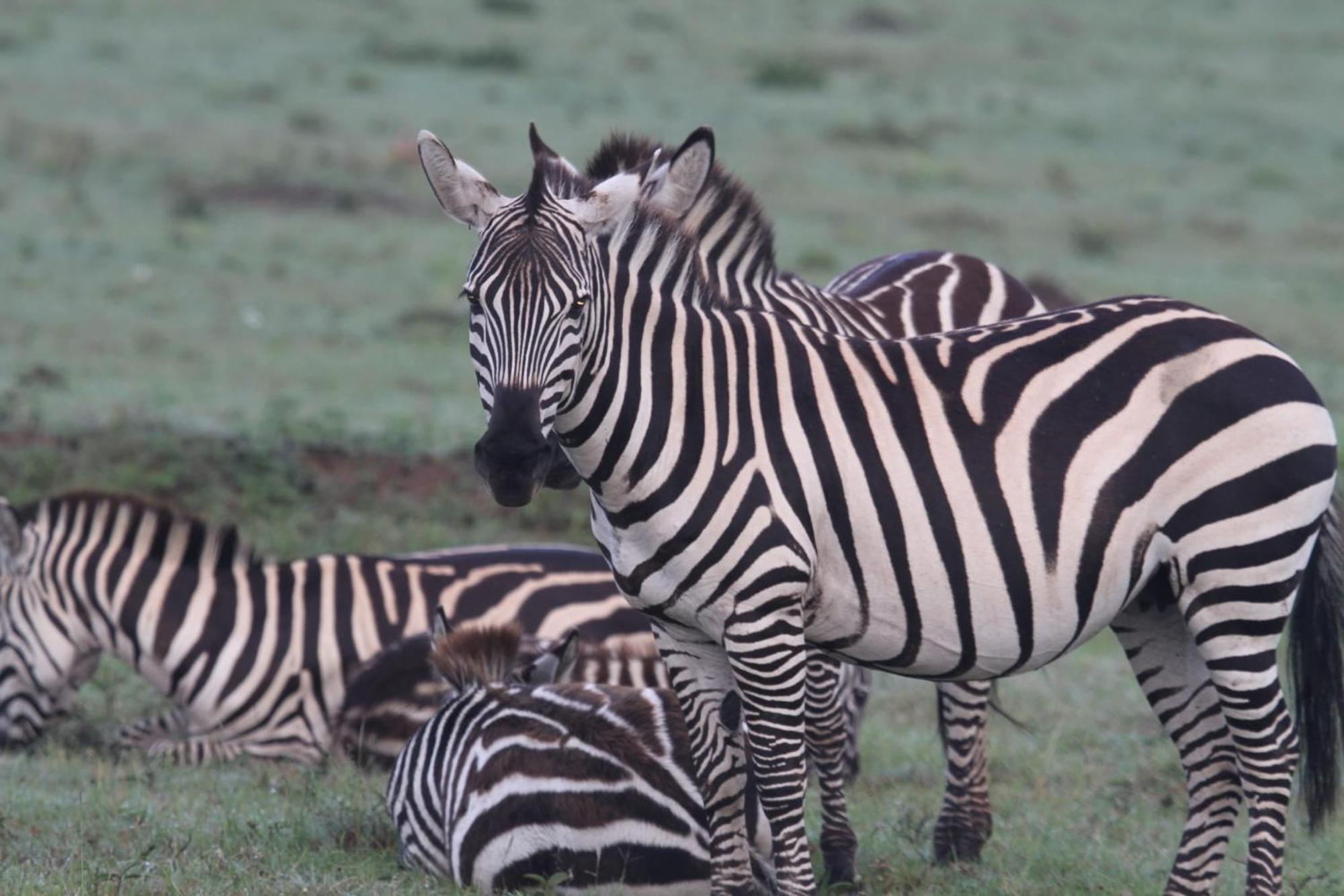 Ilkerin Camp Maasai Mara Bed & Breakfast Sekenani Exterior photo